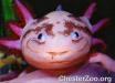 Mexican Axolotl